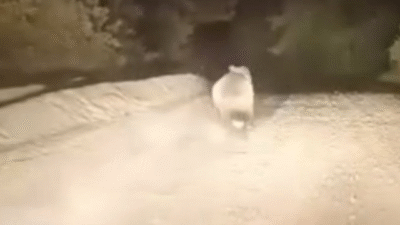 Bursa’nın Karacabey ilçesinde dağ yolunda ilerleyen bir sürücü, yol üzerinde