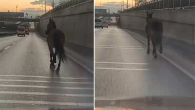 Bursa’da ana yola çıkan başıboş at tehlike saçtı. O anlar