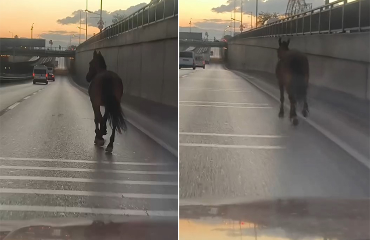 Bursa’da ana yola çıkan başıboş at tehlike saçtı. O anlar
