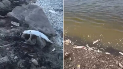 Bursa'nın Mudanya ilçesinde kuraklık sebebiyle sulama göleti kurudu. Suların çekilmesiyle