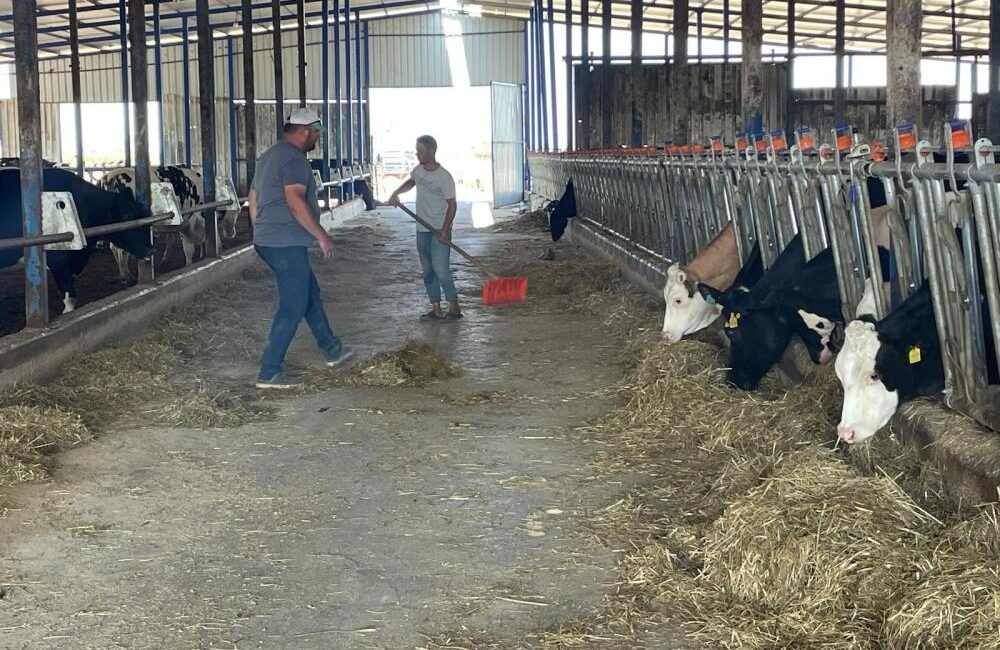 Bursa’daki süt üreticileri, büyük süt firmalarının "yem almazsan sütünü almam"