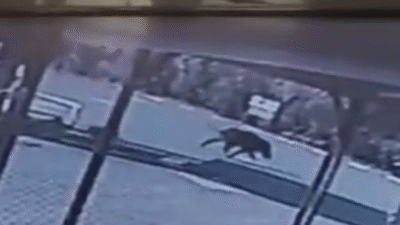 Bursa'nın Orhangazi ilçesinde dağlık alanda avcılar tarafından vurulan domuz yaralı