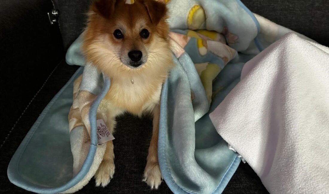 Bursa'da bir aile, 24 Temmuz'da kaybolan Pablo adındaki köpeği bulana