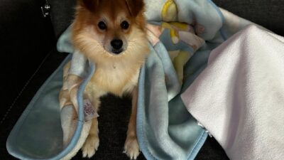 Bursa'da bir aile, 24 Temmuz'da kaybolan Pablo adındaki köpeği bulana