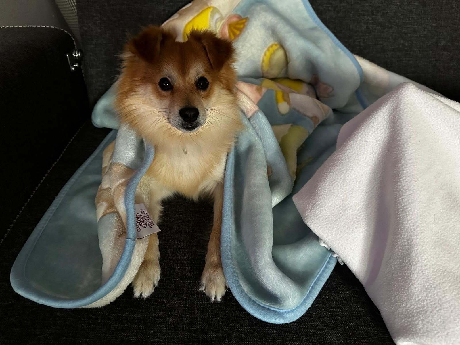 Bursa'da bir aile, 24 Temmuz'da kaybolan Pablo adındaki köpeği bulana