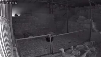 Bursa'nın Mudanya ilçesinde bir ahır ve samanlıkta çıkan yangında yüzlerce