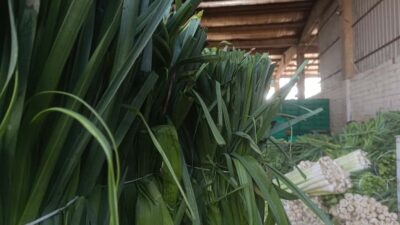 Bursa’nın verimli tarım ilçesi Yenişehir’de kışlık sebzelerin hasadına başlandı. Karnabahar,