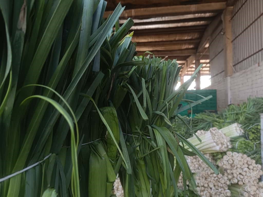 Bursa’nın verimli tarım ilçesi Yenişehir’de kışlık sebzelerin hasadına başlandı. Karnabahar,