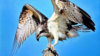 Türkiye’de geçmiş yıllarda üreme kaydı olan ancak günden güne azalan