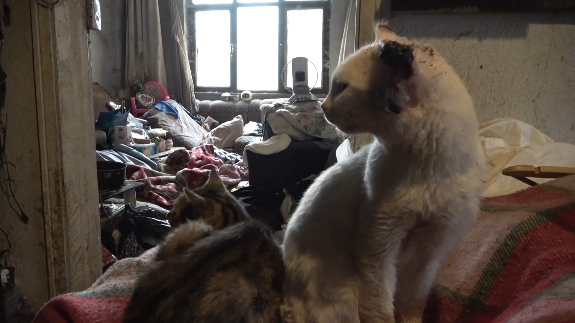 yalnız yaşayan adamın evinden 2 kamyon çöp çıktı 1 Bursam Medya -