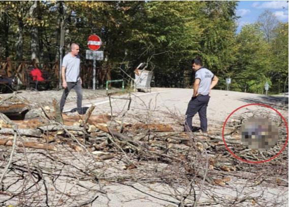 Mustafakemalpaşa’da geçtiğimiz hafta Suuçtu Şelalesi Mesire Alanı’nda üzerine ağaç devrilmesi
