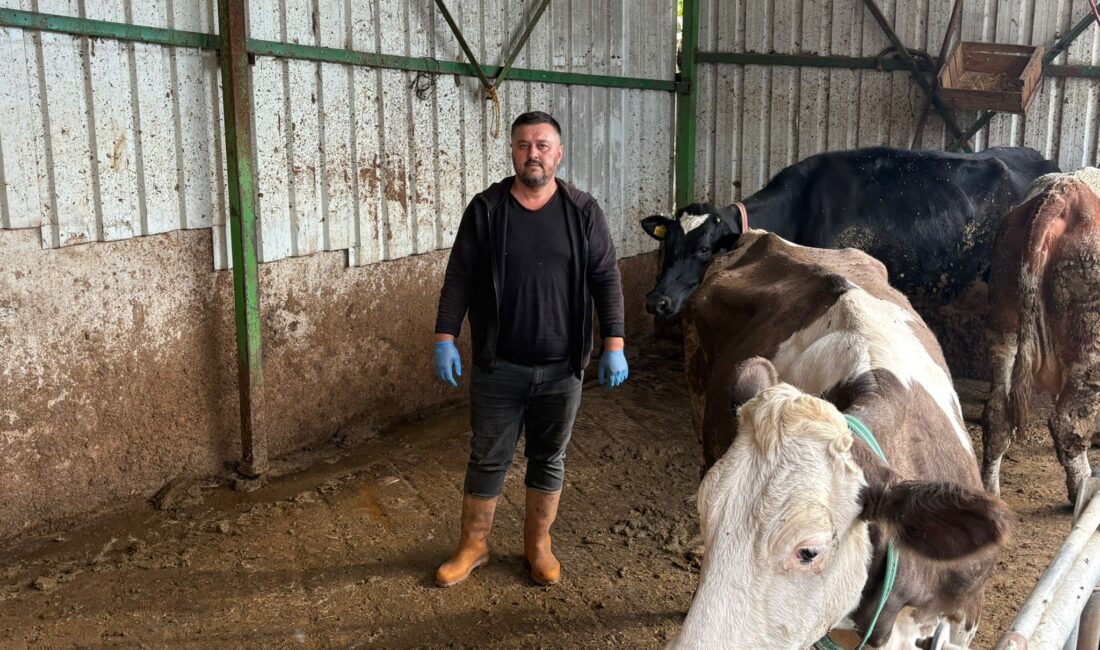 Bursa'nın Yenişehir ilçesinde hayvancılıkla uğraşan ve şap nedeniyle 1,5 milyon lira kaybı