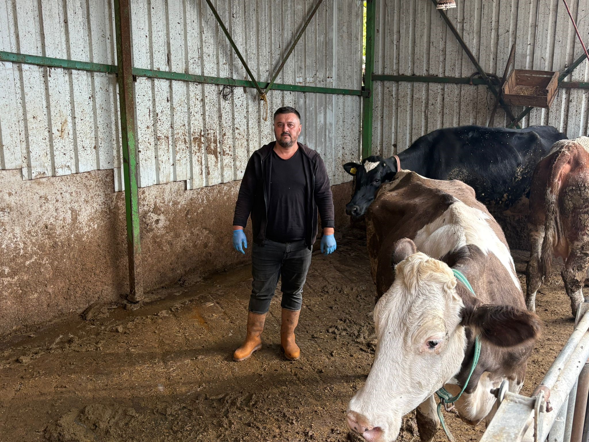 Bursa'nın Yenişehir ilçesinde hayvancılıkla uğraşan ve şap nedeniyle 1,5 milyon lira kaybı