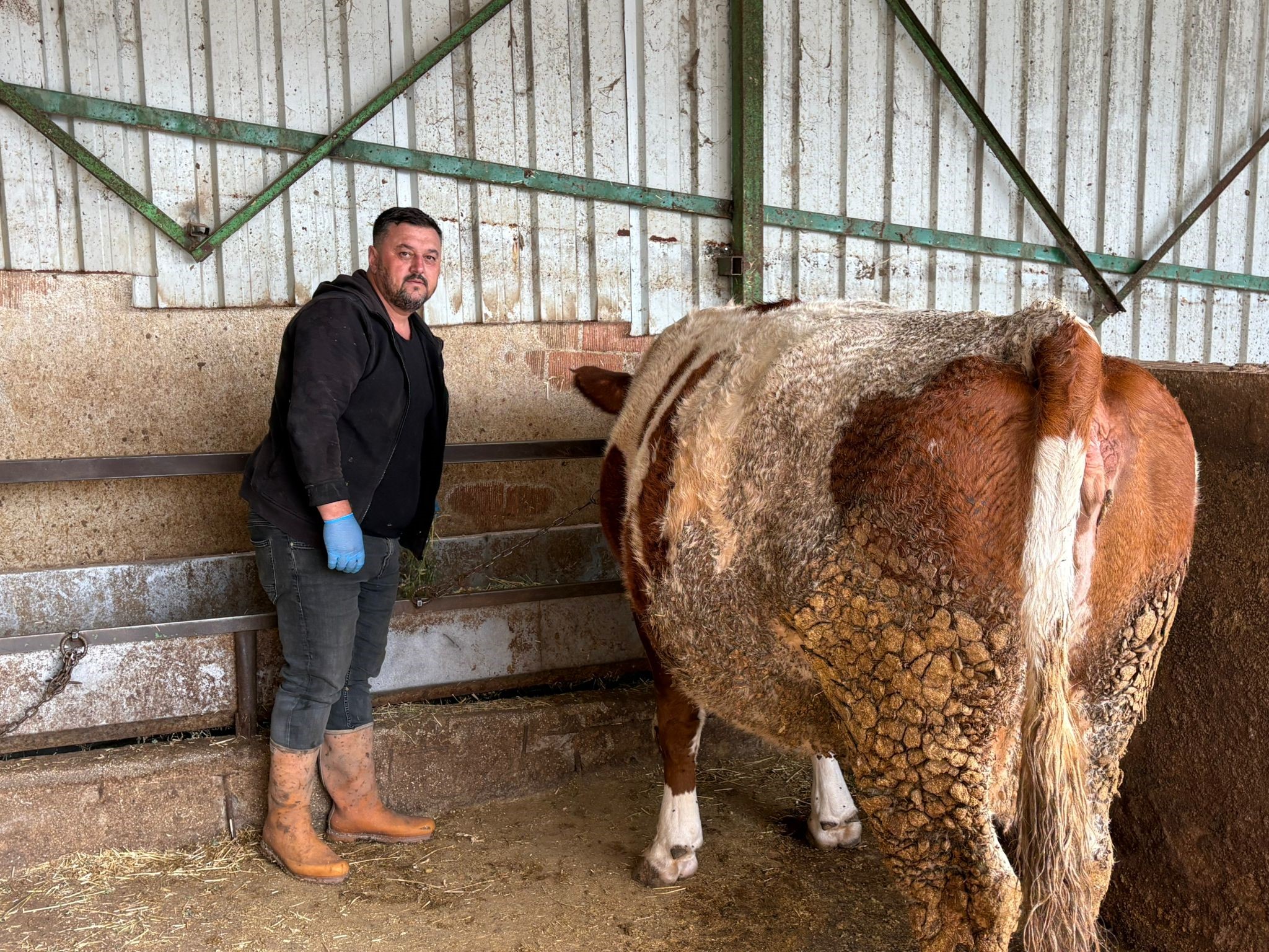 bursa'da şap hastalığına bir hayvanını daha verdi 1 Bursam Medya -
