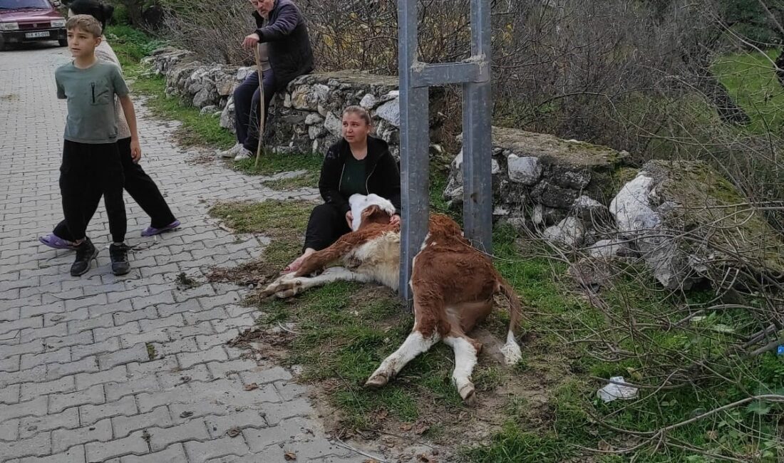 Muğla’nın Milas ilçesinde aydınlatma direğine sıkışarak mahsur kalan buzağıyı itfaiye