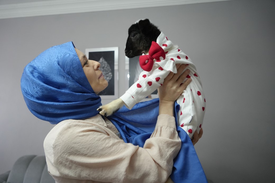 Annesi ölen kuzuya evinde bebek gibi bakıyor! 1 Bursam Medya -