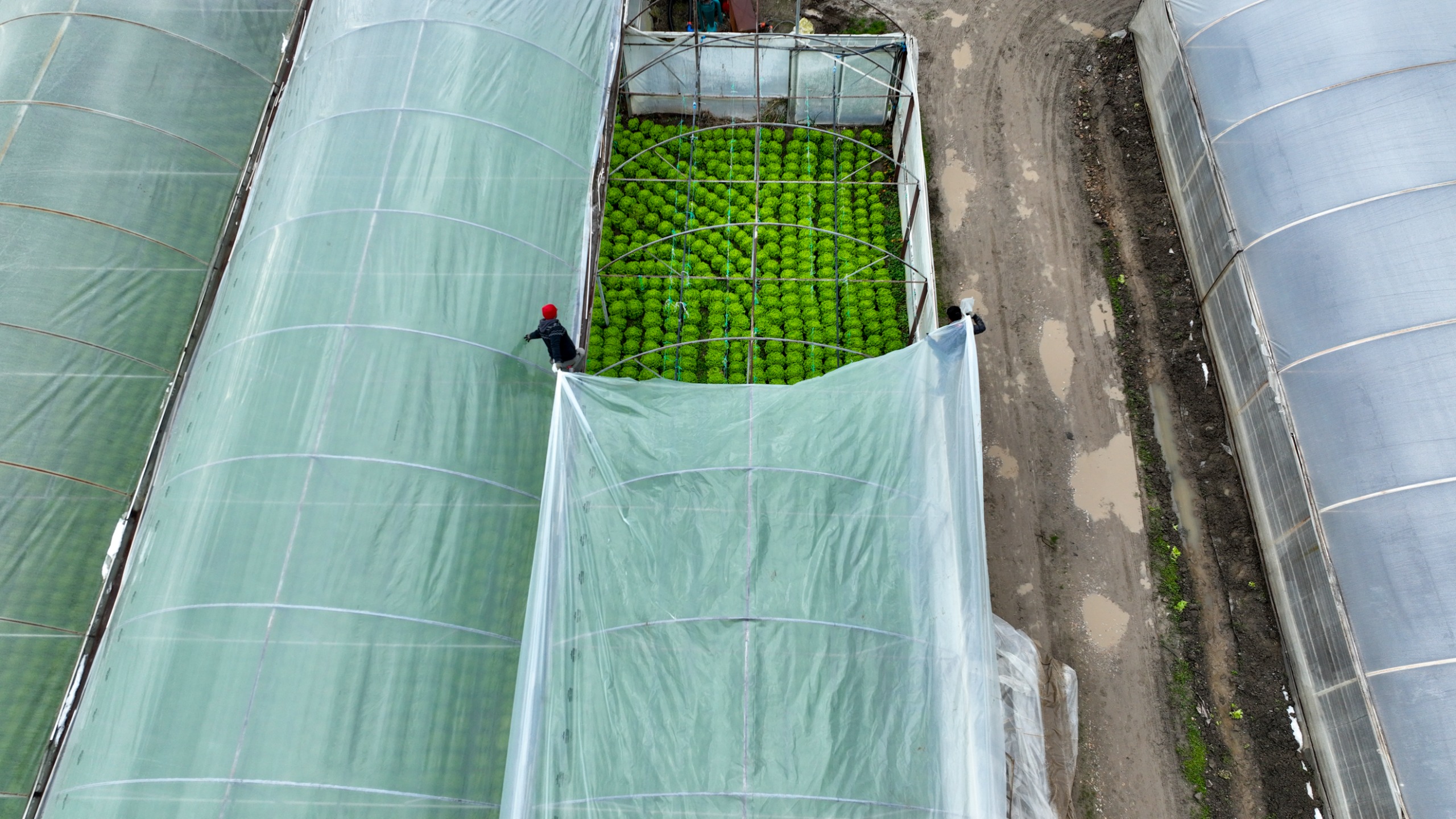 Bursa'da lodostan zarar gören seralara Büyükşehir desteği 3 Bursam Medya -