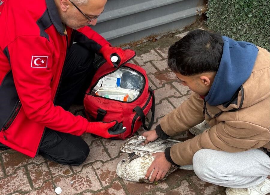 Bursa'nın Mudanya ilçesinde denizde balık tutan amatör bir balıkçının oltasına