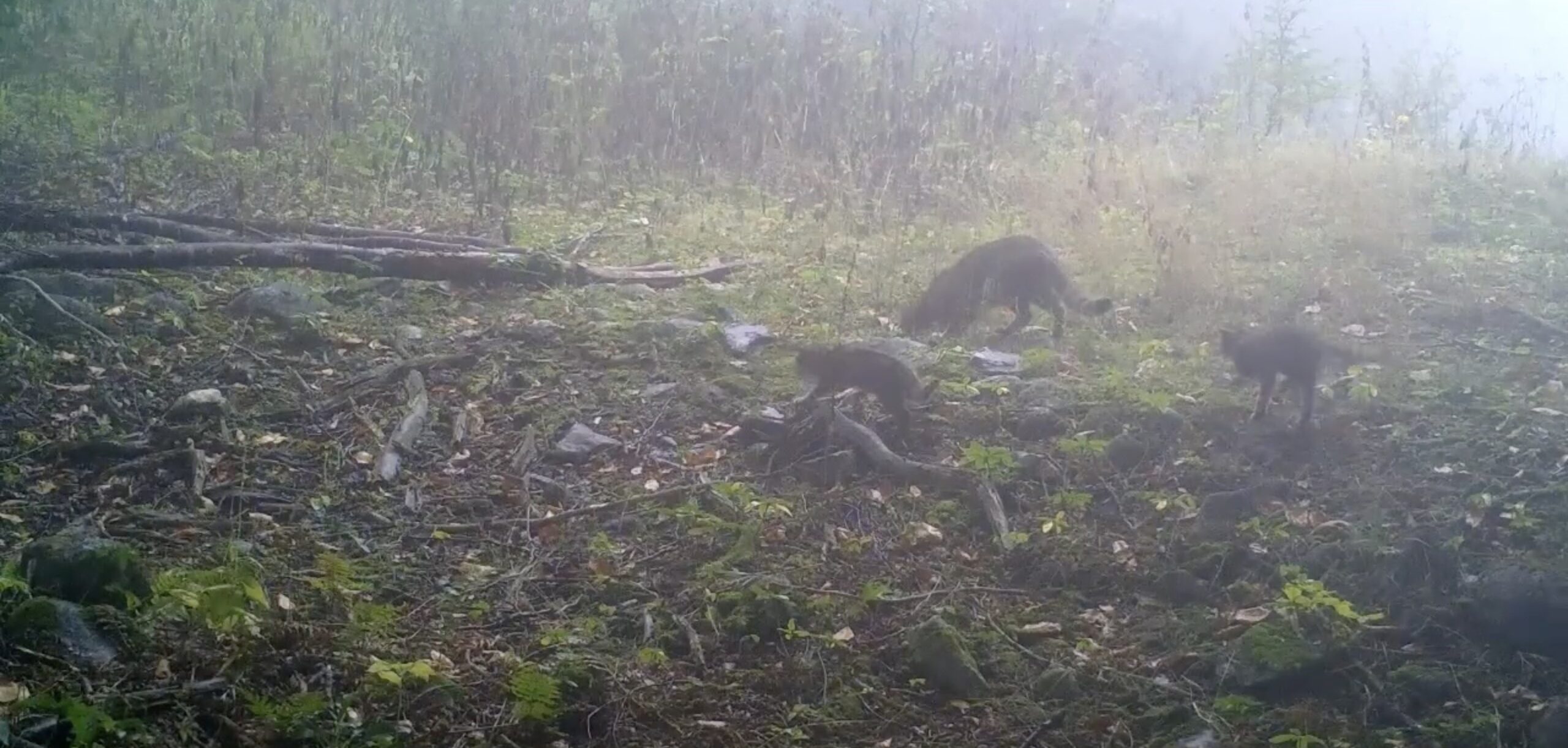 Uludağ'da anne yaban kedisi yavrularına rehber oldu 1 Bursam Medya -