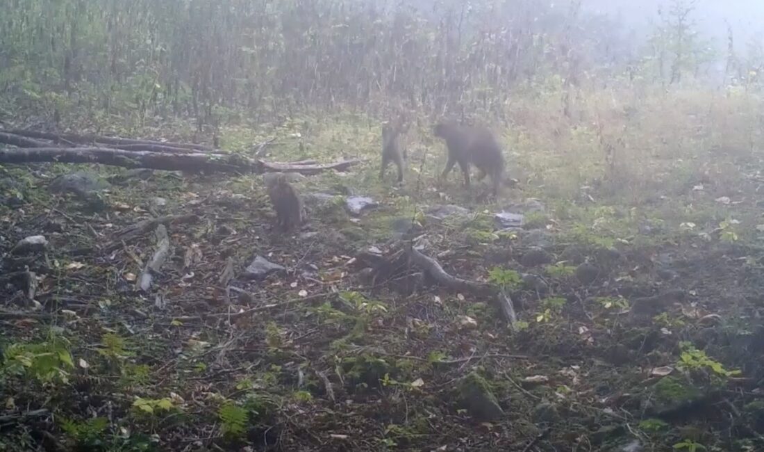 Uludağ bölgesinde kurulan fotokapanlar, yaban hayatına dair dikkat çeken bir
