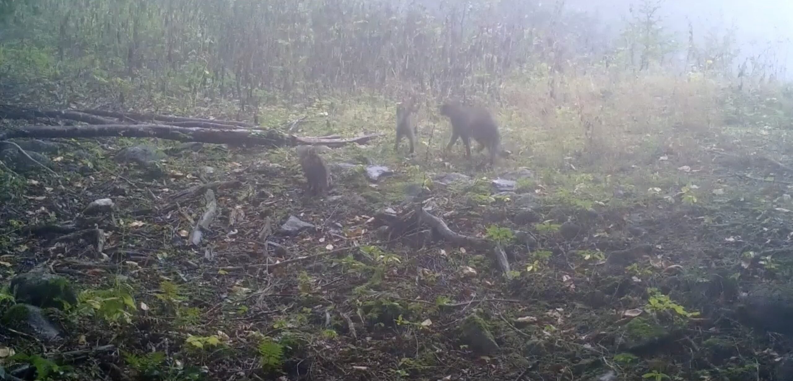 Uludağ bölgesinde kurulan fotokapanlar, yaban hayatına dair dikkat çeken bir