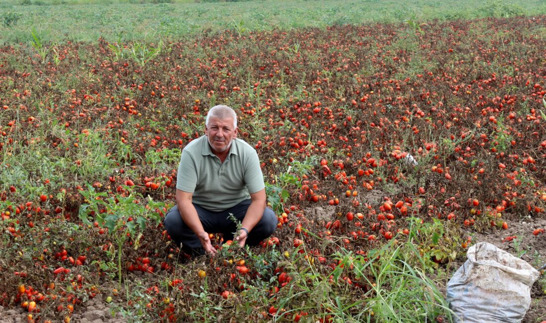 Karacabey Ziraat Odası İkinci Başkanı Ramazan Düzen, çiftçiler için devam