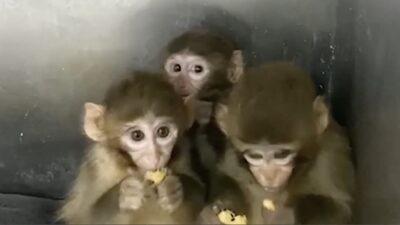 Tarım ve Orman Bakanlığı, Bursa'da yakalanan 3 makak maymununun koruma altına