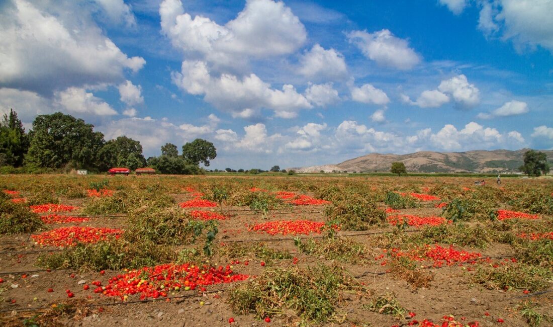 Bursa'nın Mustafakemalpaşa ilçesine bağlı Güllüce Mahallesi’nde ova koruma alanı içinde