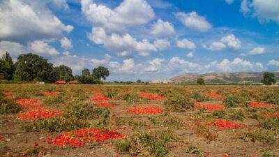Bursa'nın Mustafakemalpaşa ilçesine bağlı Güllüce Mahallesi’nde ova koruma alanı içinde