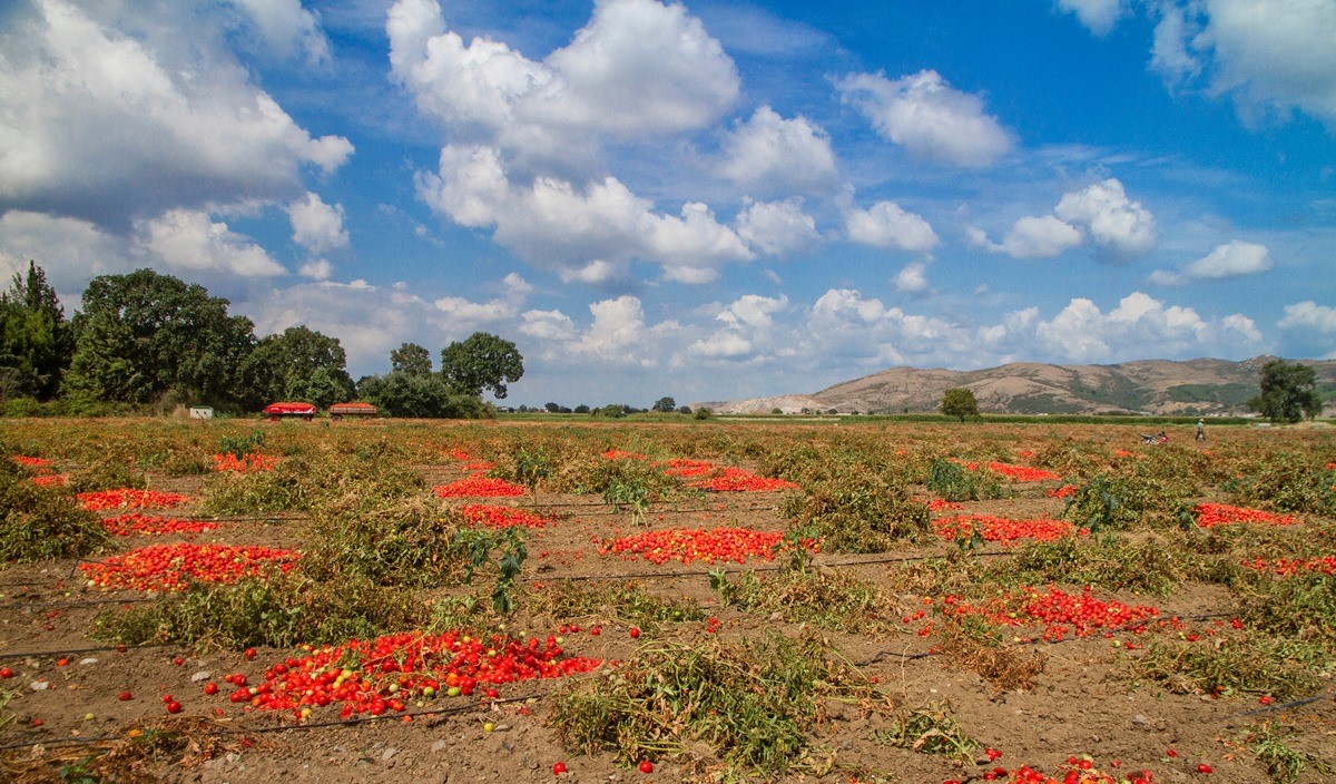 Bursa'nın Mustafakemalpaşa ilçesine bağlı Güllüce Mahallesi’nde ova koruma alanı içinde
