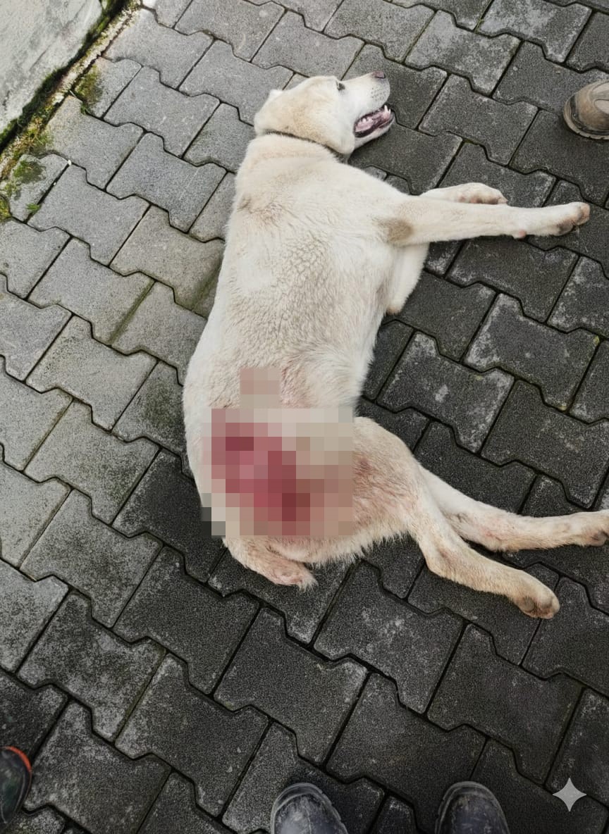 Bursa'nın İnegöl ilçesinde tüfekle vurularak yaralanan sokak köpeği, tedavi edildiği