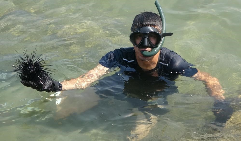 Denizkestanesi avına bilimsel tepki 1 Bursam Medya -