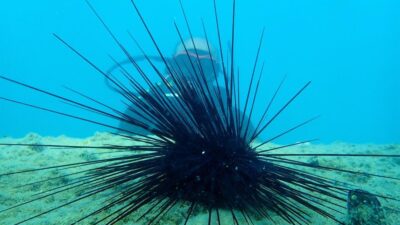 Uzmanlar, Marmara Denizi’nin denizkestanesi avcılığına açılmasının ekosisteme zarar verebileceği uyarısında