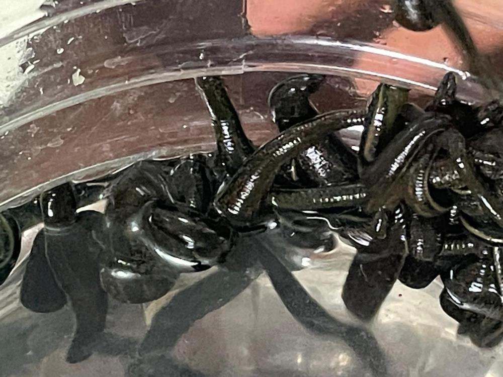 Güzellik için bunu deniyorlar 2 Bursam Medya -