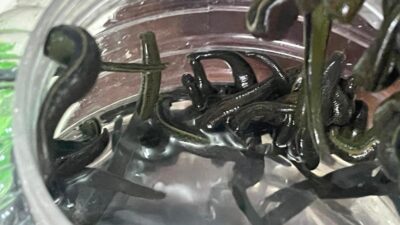 Alternatif tedavi yöntemleri arasında yer alan sülük uygulaması, son yıllarda