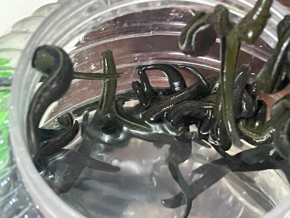 Alternatif tedavi yöntemleri arasında yer alan sülük uygulaması, son yıllarda