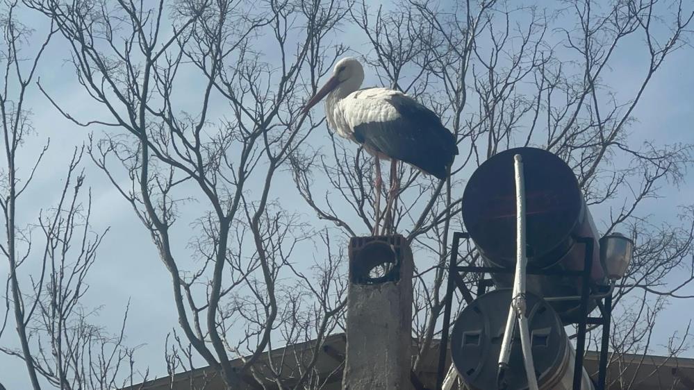 Eskikaraağaç’ta Yaren leyleğin eşi yuvaya geldi. Gözler şimdi 15 yıllık