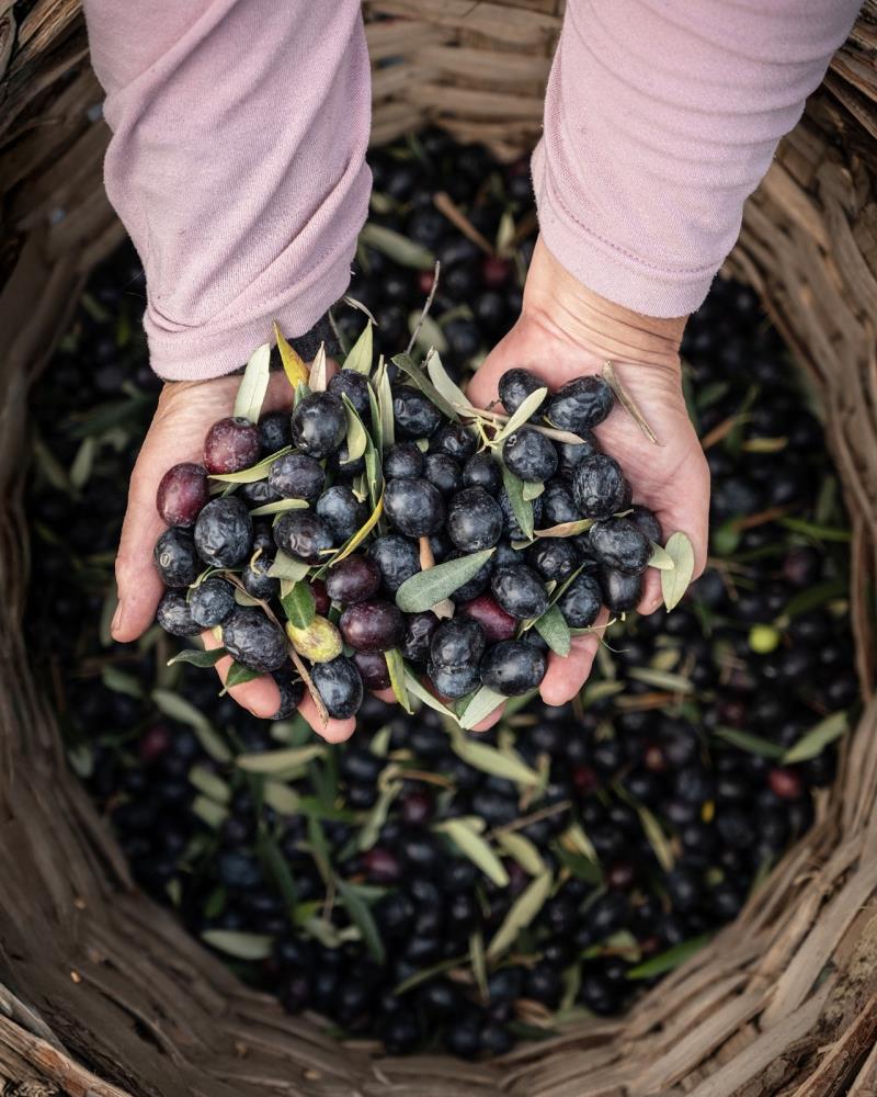 Marmarabirlik’ten 6,8 milyarlık performans 1 Bursam Medya -