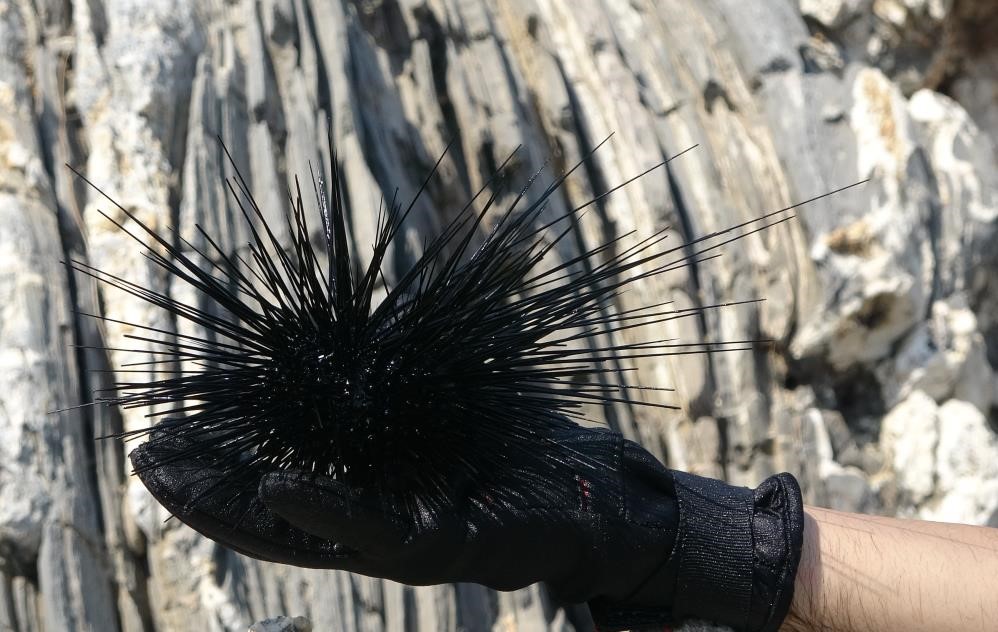 Denizkestanesi avına bilimsel tepki 2 Bursam Medya -