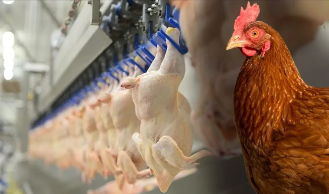 Tavuk üreticileri ve satıcıları ramazan öncesi fiyatları yüzde 15 arttırdığı