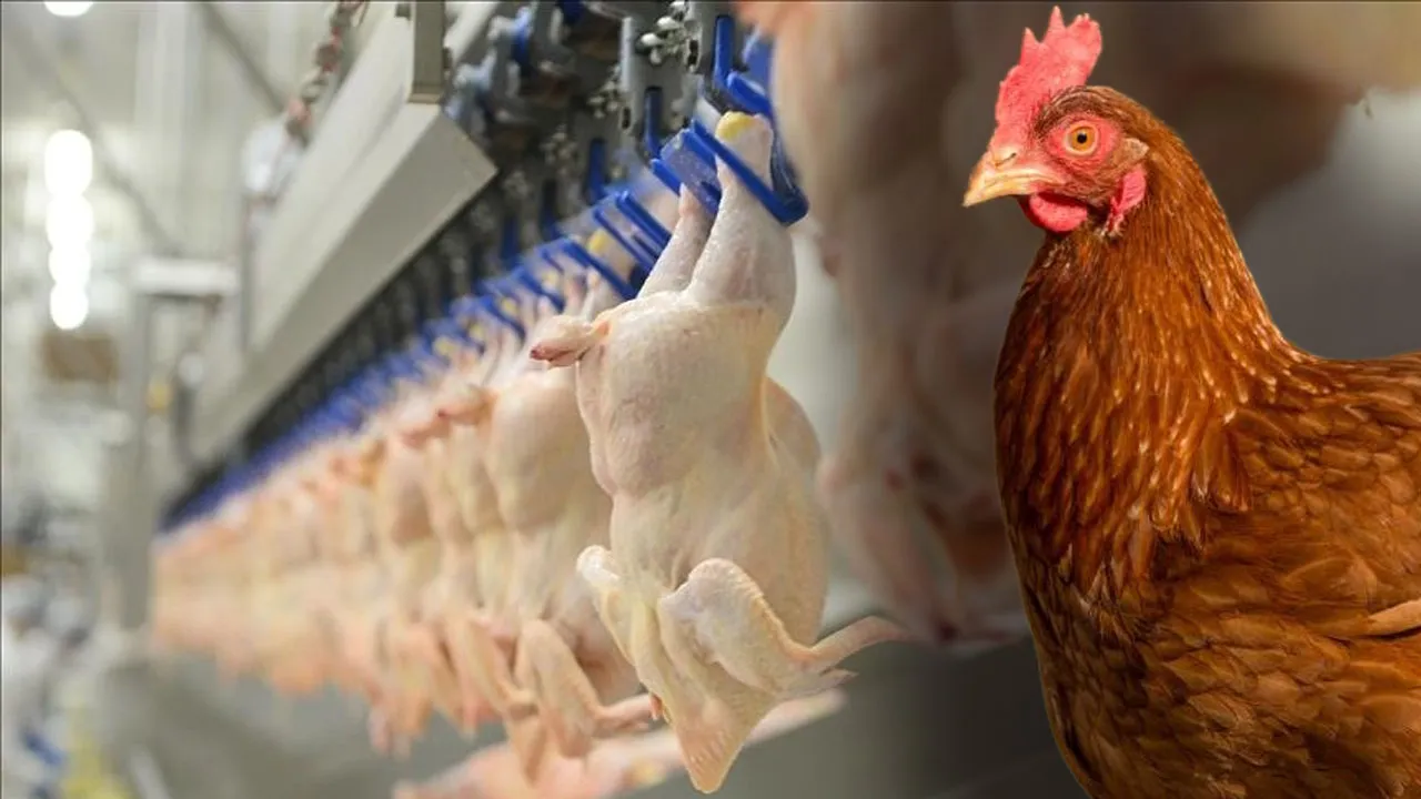 Tavuk üreticileri ve satıcıları ramazan öncesi fiyatları yüzde 15 arttırdığı