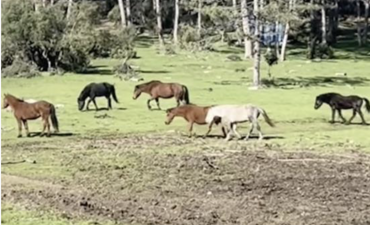 Ömeraltı Yaylası’nda devriye gezen ekipler, nadir görülen yılkı atlarını sürü