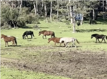 Ömeraltı Yaylası’nda devriye gezen ekipler, nadir görülen yılkı atlarını sürü