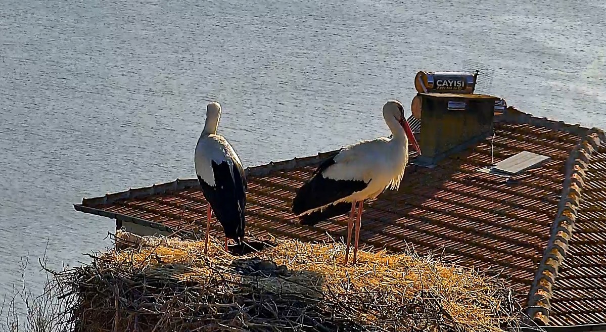 Bursa'nın Karacabey ilçesine bağlı Eskikarağaç Mahallesi'nde (Leylek köyü), beklenen buluşma