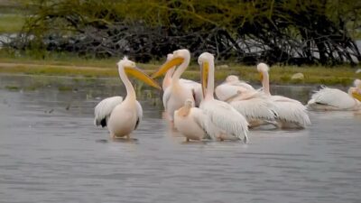 Göç yolundaki pelikanlar İnegöl’de mola verdi, ortaya kartpostallık görüntüler çıktı.
