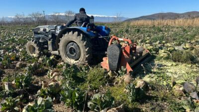 Bursa'da pazar yerlerinde lahananın tanesi 50 ile 70 lira arasında