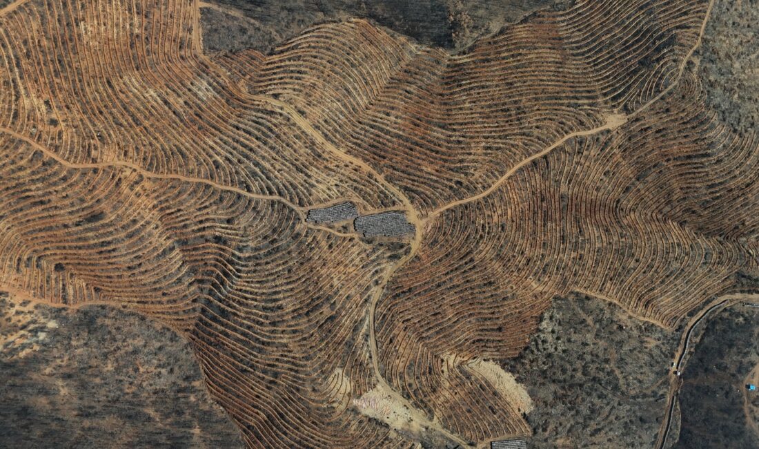 Bursa’daki büyük yangında yok olan ormanlar yeniden yeşeriyor. Dev çalışma