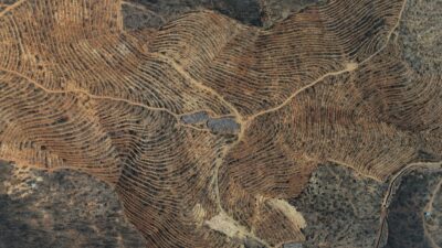 Bursa’daki büyük yangında yok olan ormanlar yeniden yeşeriyor. Dev çalışma