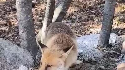 Bursa’da aç kalan tilkiler yiyecek bulmak için piknik alanlarına inerken,