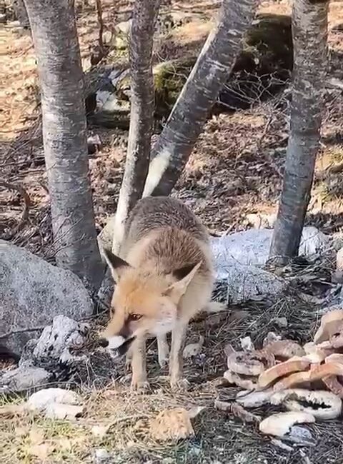 Bursa’da aç kalan tilkiler yiyecek bulmak için piknik alanlarına inerken,